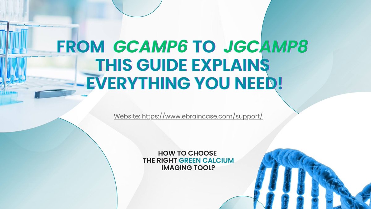 brain_case40506's tweet photo. ⚡Ultimate GCaMP Comparison!🤩
GCaMP6 → jGCaMP7 → jGCaMP8 → RiboL1-jGCaMP8
We benchmark sensitivity, kinetics, soma targeting &amp; RO-injection brightness to identify the best GECIs for each experimental need
👉 https://t.co/rW4UvCciTP

#GCaMP #GECI #Neuroscience #CalciumImaging https://t.co/nmsgavL9G2
