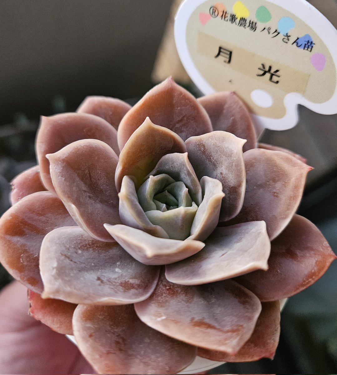 専用ページです。他の方はお買い上げになりませぬよう❤️多肉植物 多肉植物