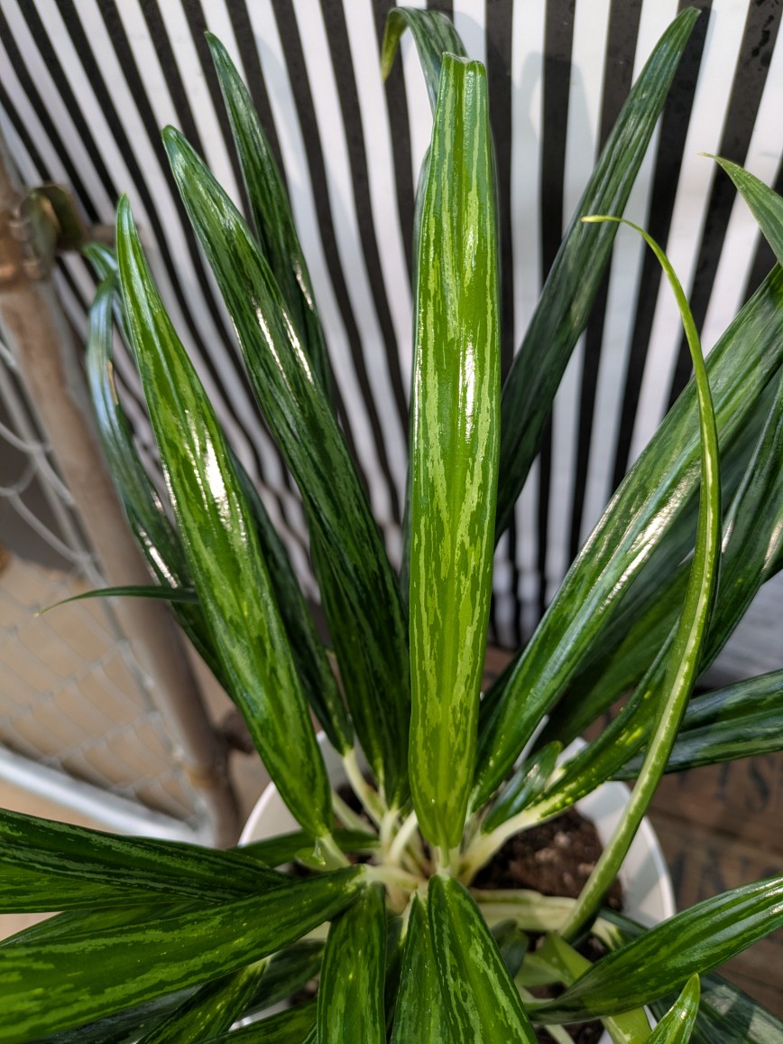 超希少❗️アグラオネマゴールデンドラゴン新葉展開中✨️ アグラオネマ