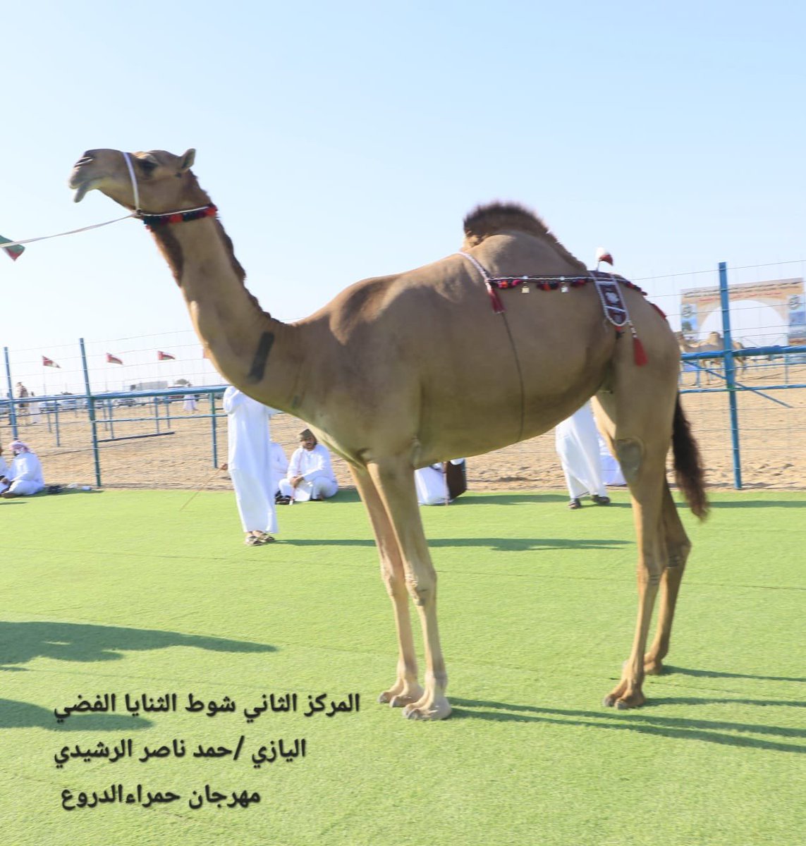 HamraAldrooa's tweet photo. صور الهجن الفائزة في الشوط الفضي فئة الثنايا 
#مهرجان_حمراء_الدروع_للإبل_والموروث_الشعبي_الحادي_عشر https://t.co/46RV0rjsxj