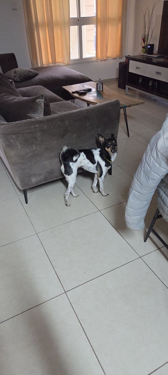 puzi66's tweet photo. @shareyourgold אם יתקיים, את יודעת היכן הוא  יהיה? אני מעוניין לאמץ אותו. הכלבה שלי חולה על פודלים https://t.co/tMZLISlg9C