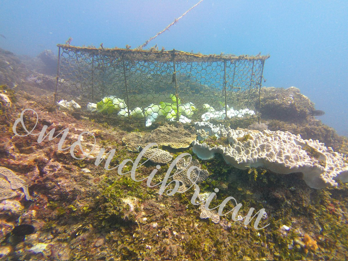brianom01520984's tweet photo. A shift in seasonality from SEM to NEM reveals the magnitude of physical damage on coral reefs attributed to basket trap fishery, with an increased fishing effort since the ocean conditions are getting calmer. 

#marinescientist #marineconservationist #coralreef #basketrapfishery https://t.co/JkGE7gi92n