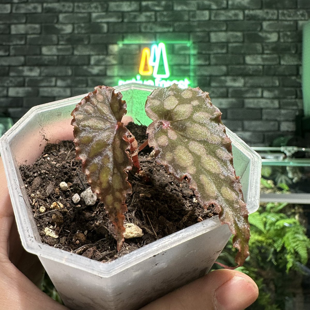 専用　ご確認用ページ　Begonia 5点同梱 🔥NEW PLANTS🔥 Begoniaをオンラインショップに掲載しました