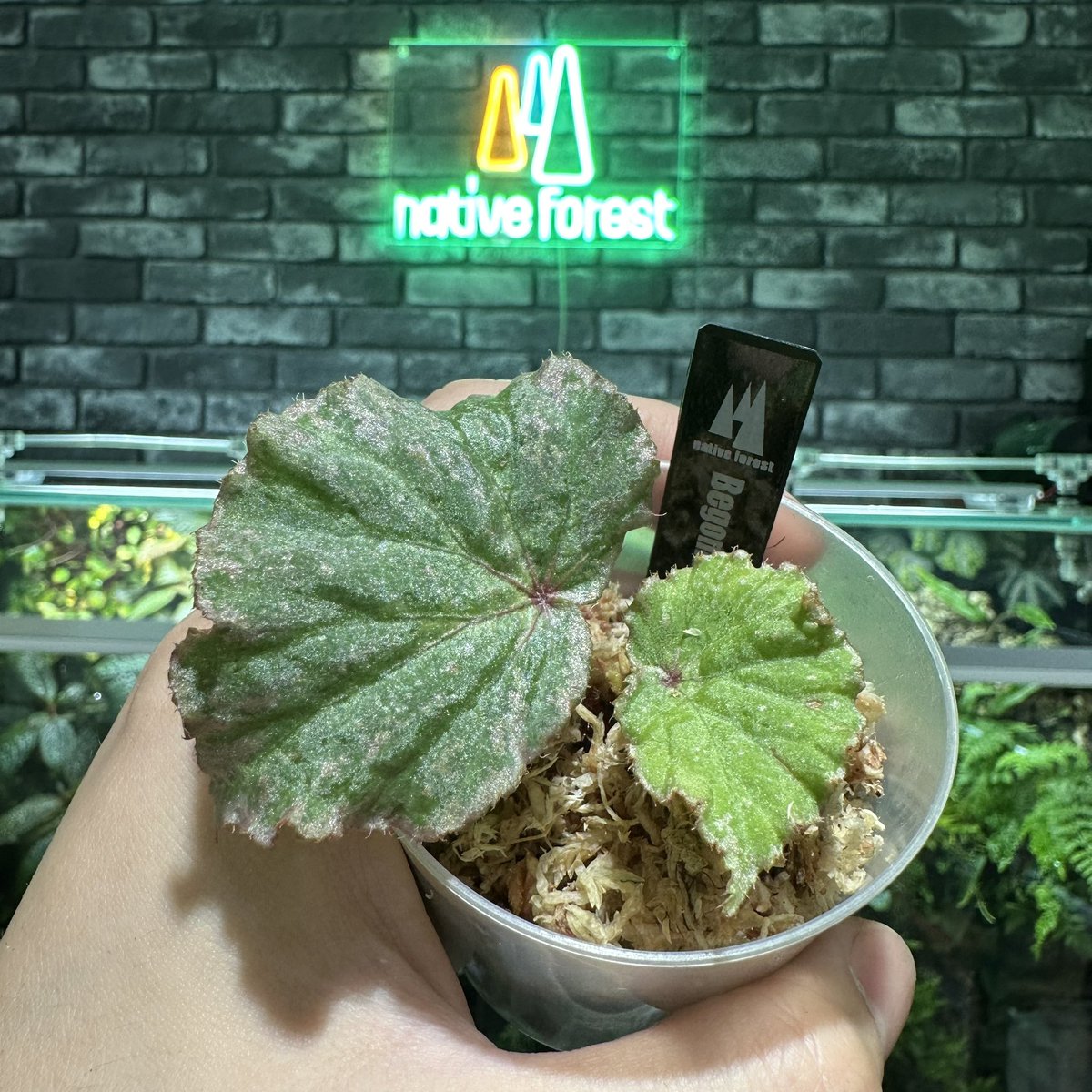 専用　ご確認用ページ　Begonia 5点同梱 🔥NEW PLANTS🔥 Begoniaをオンラインショップに掲載しました