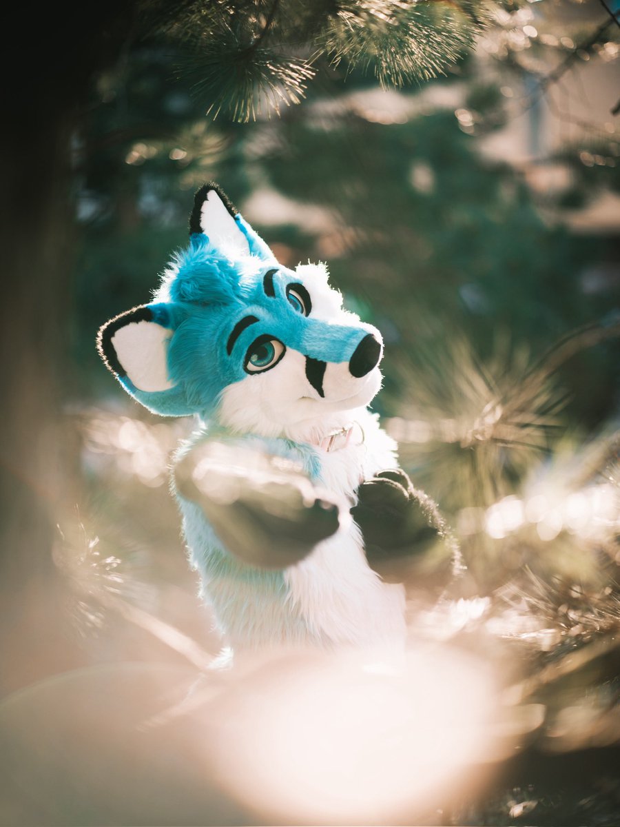 Zephy 🦊💙 tweet media