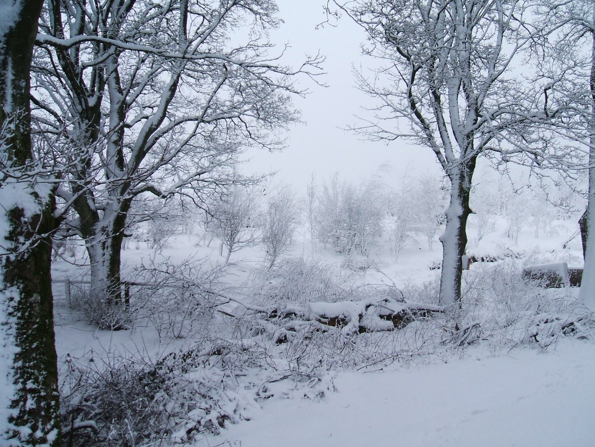 Whitelee Cottages tweet media