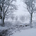Photo by Whitelee Cottages (@WhiteleeFarm)