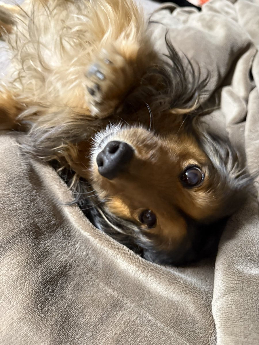 9歳にしてうまれてはじめて…
一人の時間を1日味わってるBambi🐾

甘えん坊も凄まじいし…
散歩は後ろ探しちゃって進まないし…
ご飯なかなか食べないし…

やはりいつも一緒が当たり前すぎて
ひとりぼっちは全然無理そうだな😅