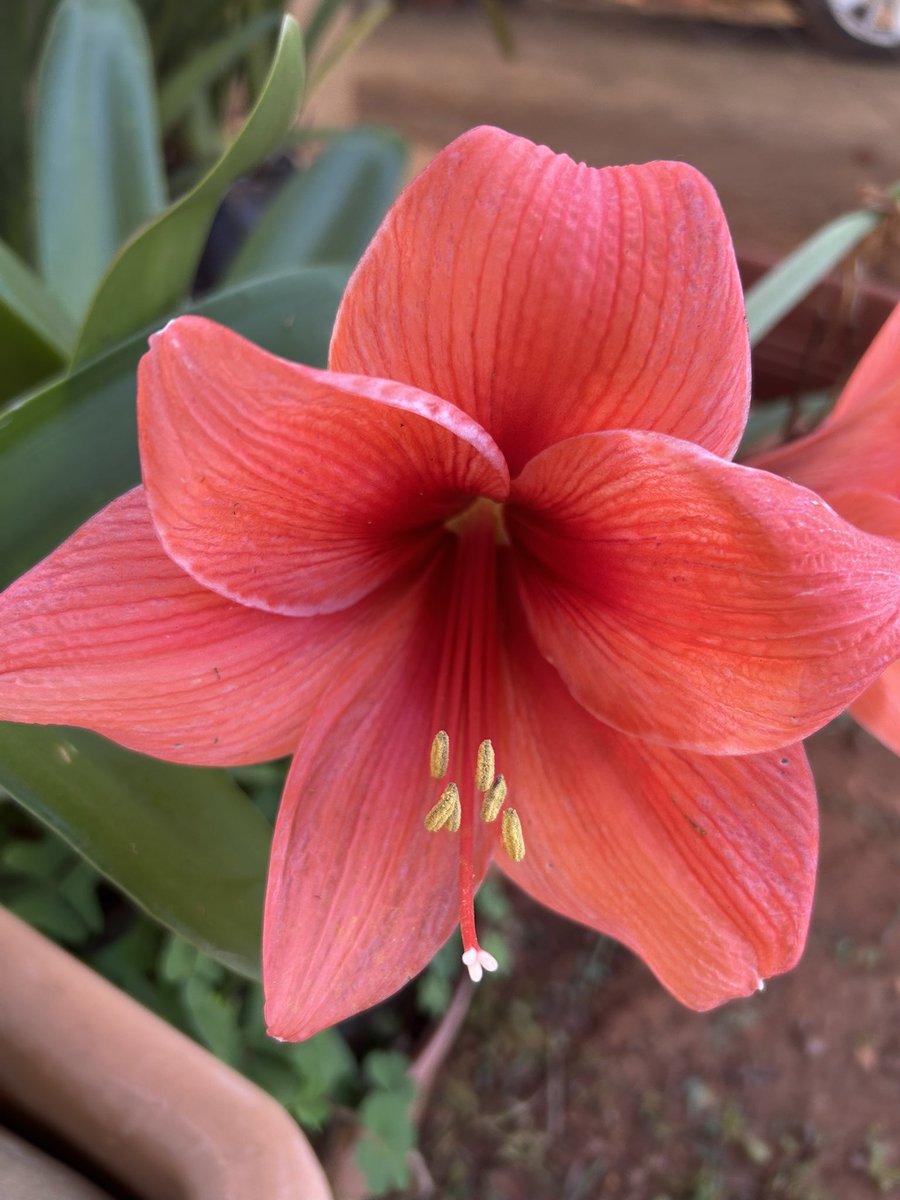 nichola_anne's tweet image. #Amaryllis 😍