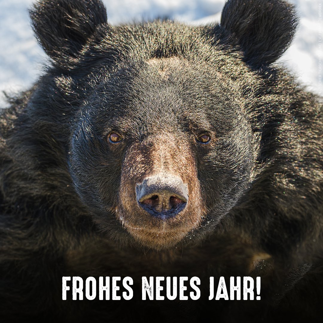 Wir wünschen euch und euren Lieben ein glückliches und gesundes Neues Jahr!  🍀 Lasst uns auch in 2026 gemeinsam für Tiere in Not kämpfen. Damit zum  Beispiel Bären wie Serenus nach jahrelanger, image size:1080x1080