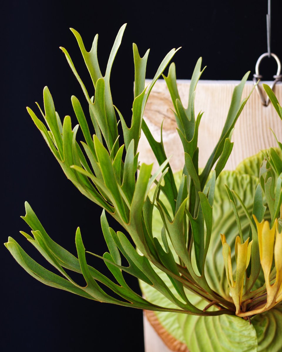 takako_in_paja's tweet image. 今週末のBORDER BREAK!! 10thとヤフオクで、こちらのリドレイの mix sporeling を初リリースしますよ。
なんか胞子葉が真っすぐなリドレイです。いいと思うんだけどなぁ～。。。よろしくです～