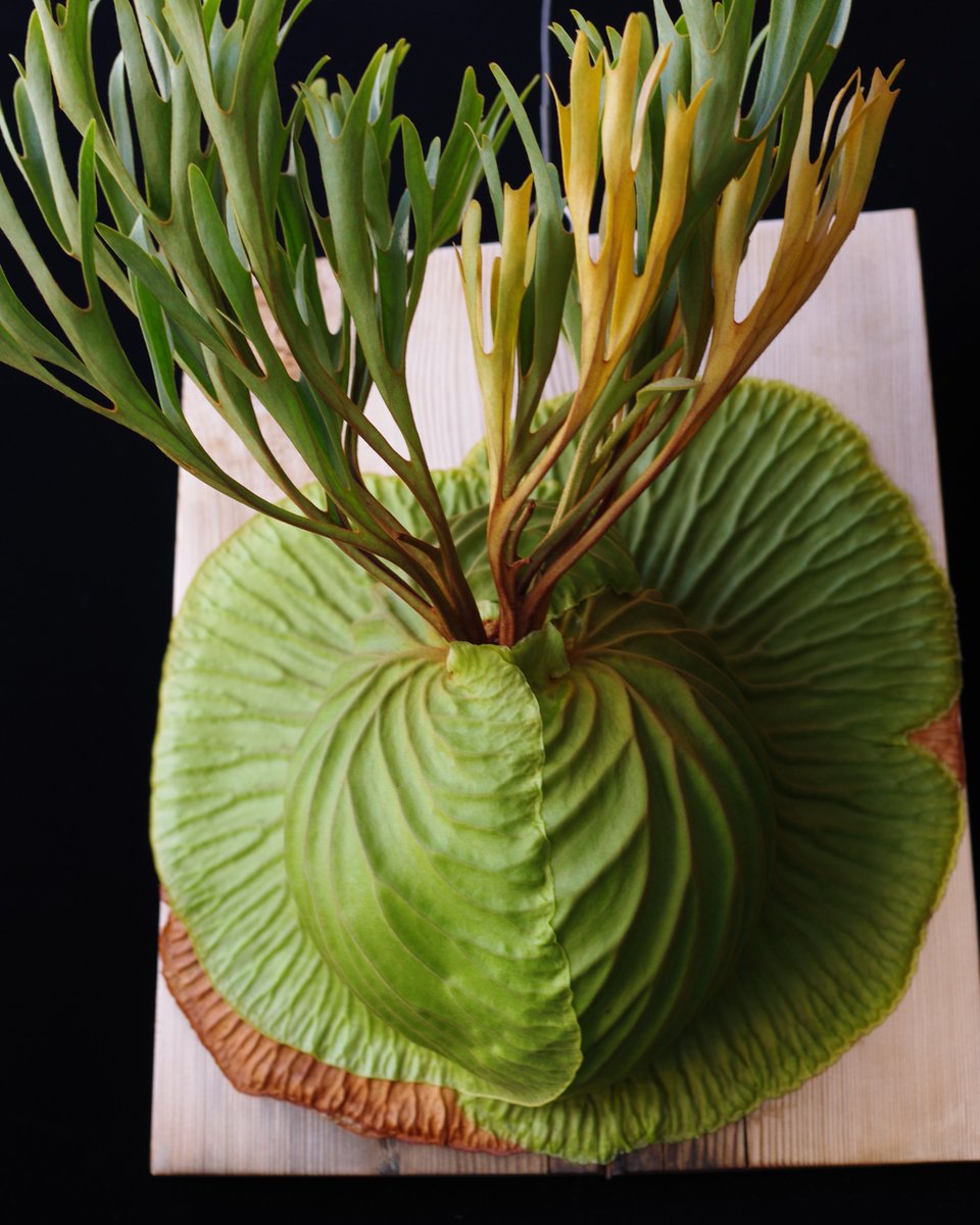 takako_in_paja's tweet image. 今週末のBORDER BREAK!! 10thとヤフオクで、こちらのリドレイの mix sporeling を初リリースしますよ。
なんか胞子葉が真っすぐなリドレイです。いいと思うんだけどなぁ～。。。よろしくです～