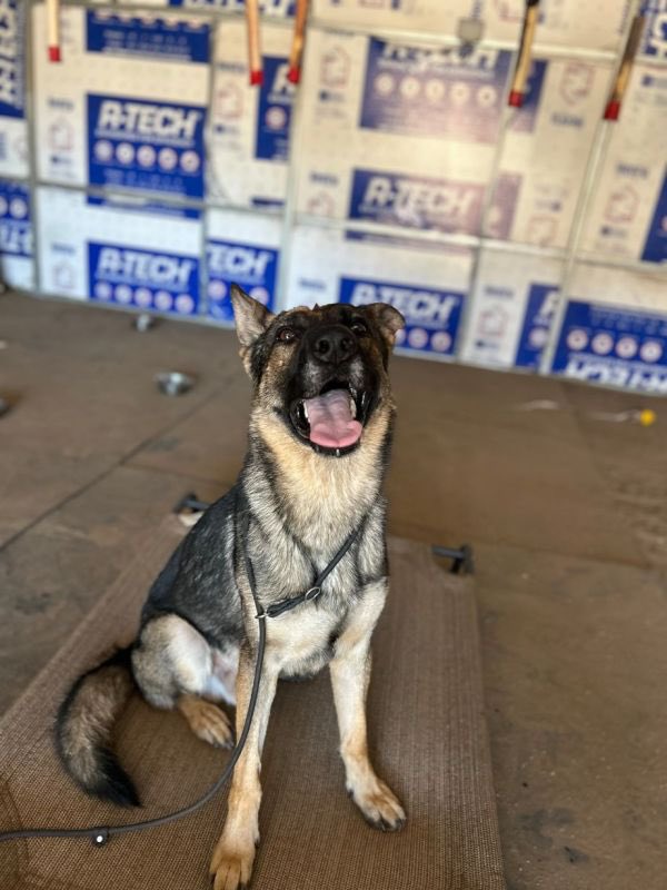 K9Classifieds's tweet photo. Baki is a 2-year-old male German Shepherd with excellent manners, sharp intelligence, and a heart full of potential. Baki is an owner surrender with a strong work ethic and is highly motivated by both food and toys. His obedience includes place...https://t.co/gwPmA2EoG2 https://t.co/K4EyqfhHCP