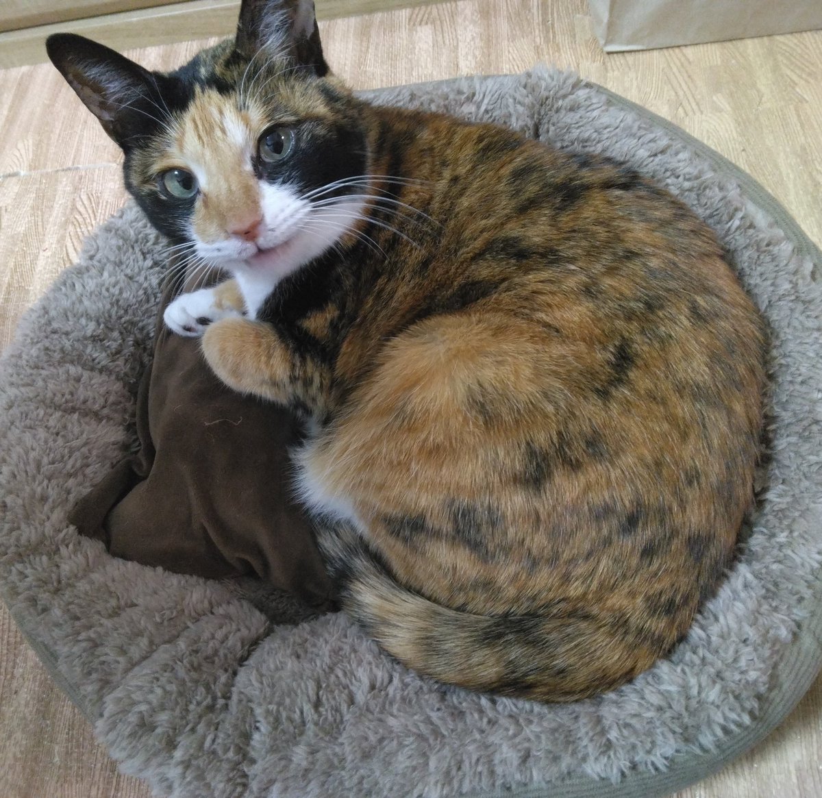 Sayu (@Sayu_guitarist) / Posts / X