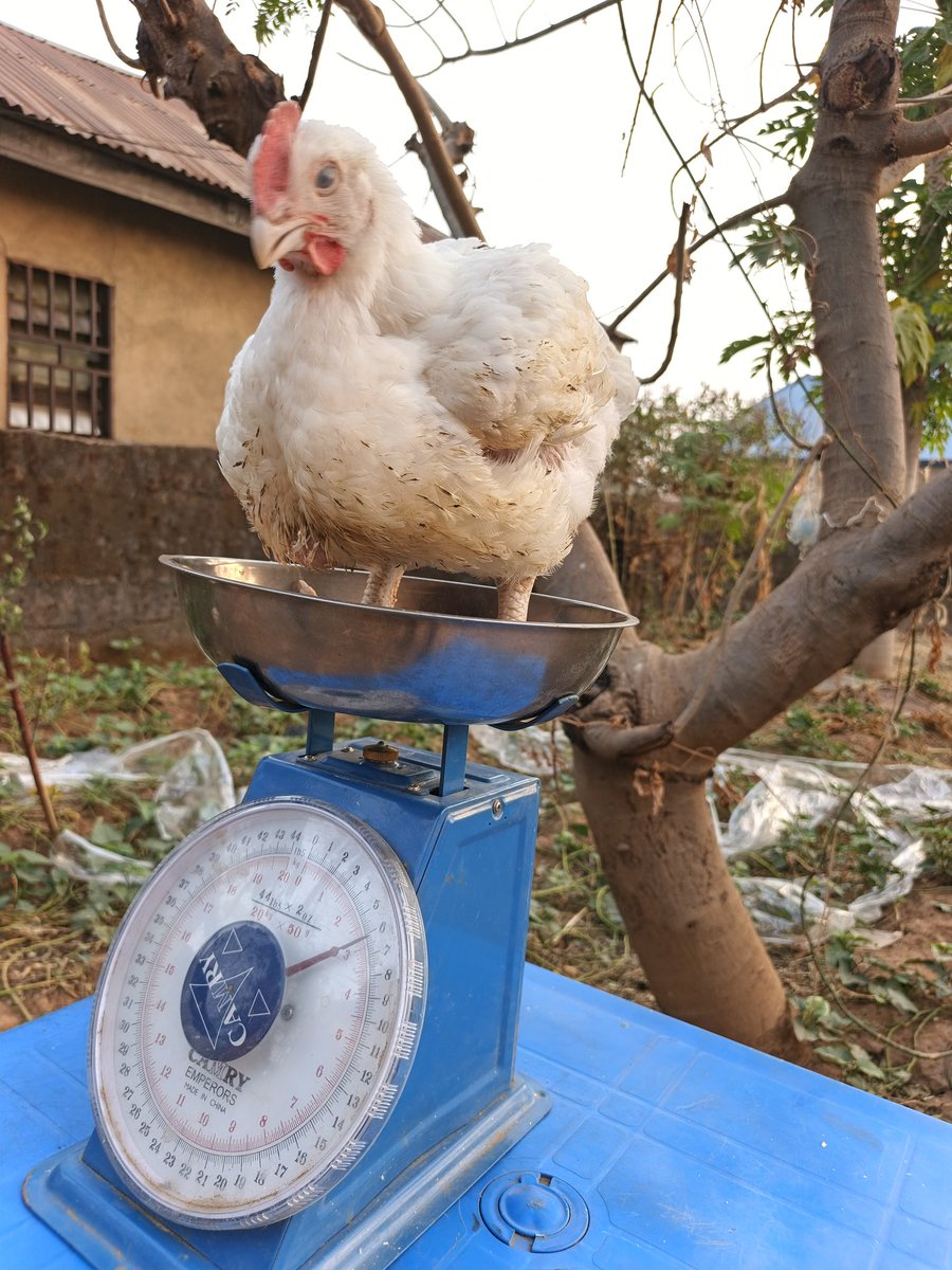Our chickens have swag and know how to pose for a photo 🤣🤣🤣

Buy today for only ₦8000 👌

6 weeks old, weight as seen in the photo. 

Location: Sabon Tasha, Kaduna. 

Interstate delivery available. 
#minaskichen
#minasignature
#minaskichenfarm 
#christmassales