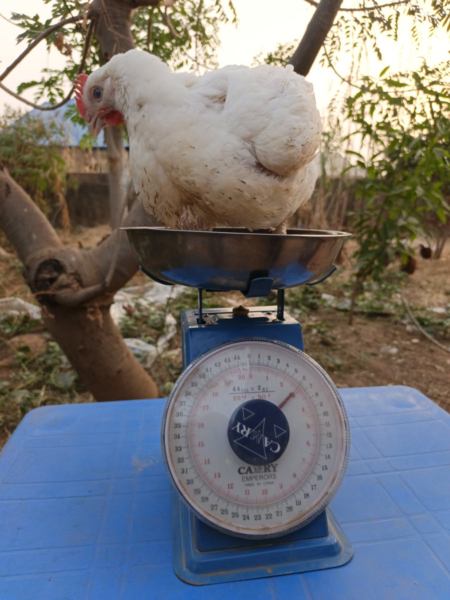 Minasignature's tweet photo. Our chickens have swag and know how to pose for a photo 🤣🤣🤣

Buy today for only ₦8000 👌

6 weeks old, weight as seen in the photo. 

Location: Sabon Tasha, Kaduna. 

Interstate delivery available. 
#minaskichen
#minasignature
#minaskichenfarm 
#christmassales https://t.co/8cqmTgbNXJ