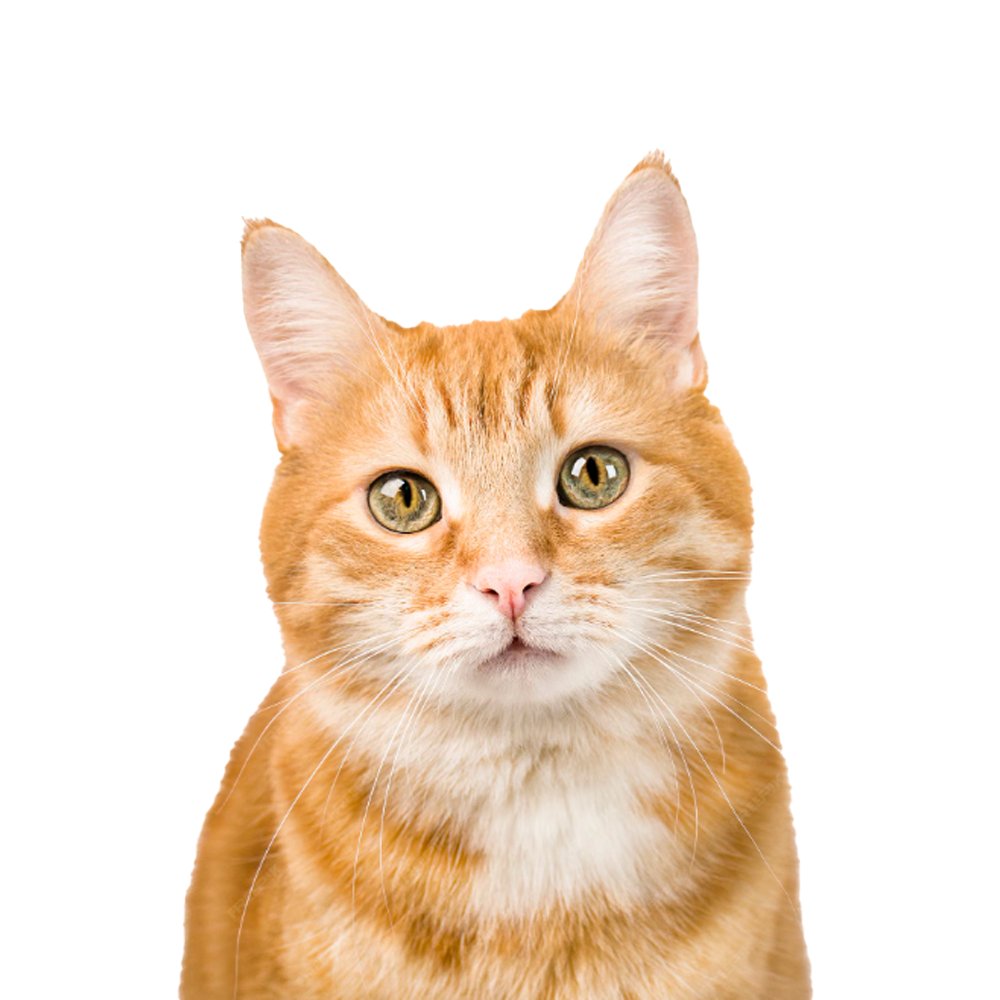 Repostcatsol's tweet photo. Give Away by RCAT!

$10,000 for 100 winners!

It's very easy to participate:

1. just Repost this photo of the orange cat.

I will announce the winners when we succeed in making this photo the most reposted cat photo on X.

#giveaway #RCAT #repostcat https://t.co/fpdcxhYWzg