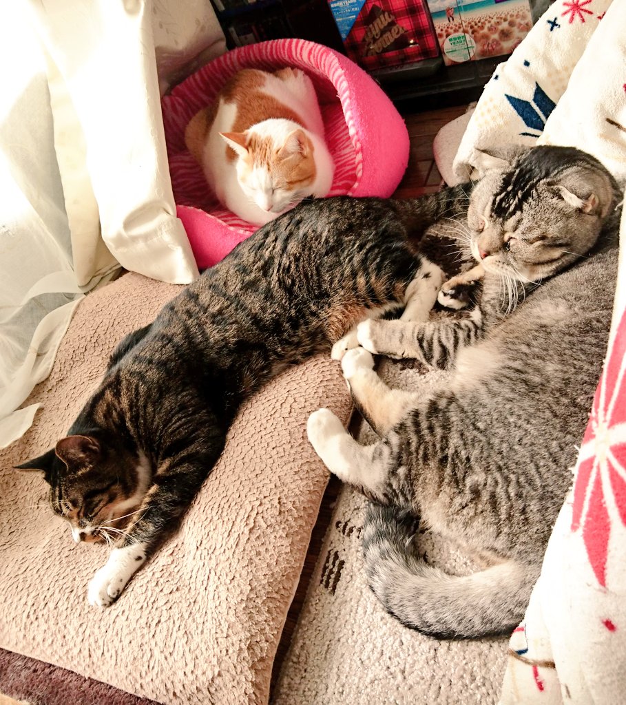 daikichimaruhan's tweet photo. #猫の居る暮らし 
だいちゃん（上）、ゴマちゃん（中）、マルちゃん（右）みんな仲良し！ https://t.co/p7LLYLHj4M