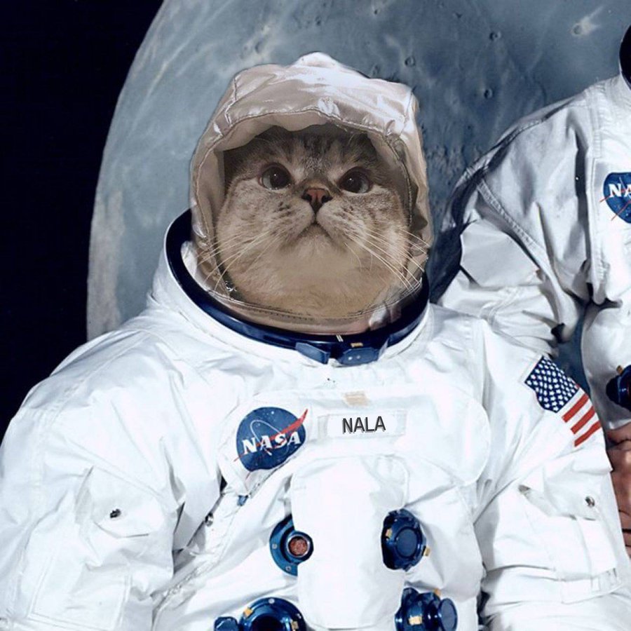 solanacipher tweet media