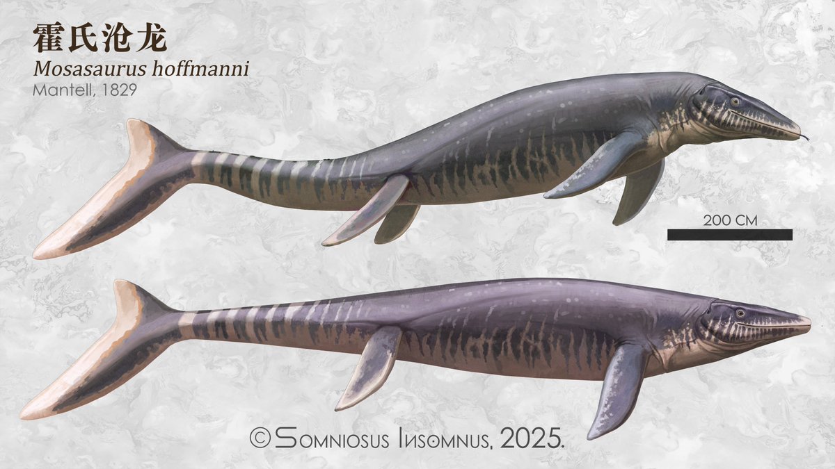 Update my Mosasaurus hoffmanni a bit (based on UCMP 61221 and scaled after CCMGE 10/2469)