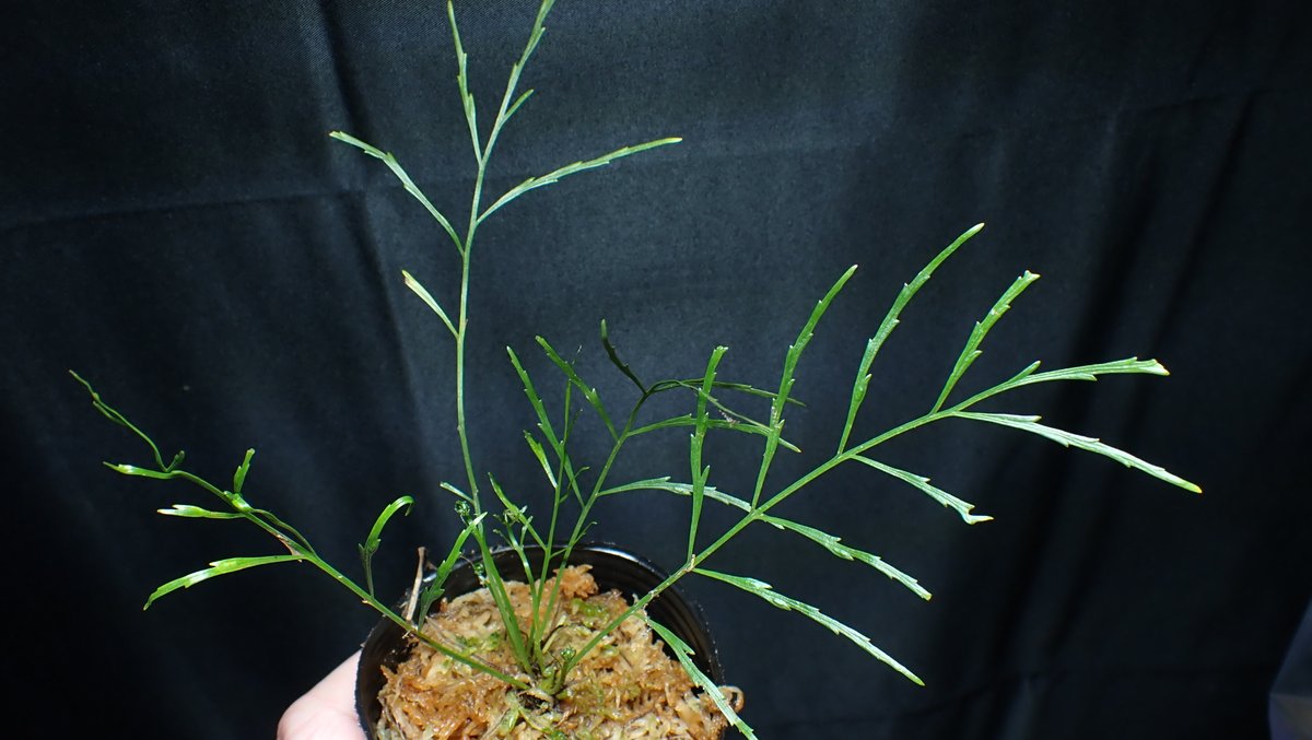 KOKESHINOBULOG's tweet image. サバ州産の植物の中で、行けそうなものを持って行きます。
折角の今年最後のお祭りですからね。全力で楽しみましょう！
#borderbreak10th