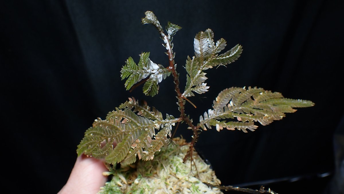 KOKESHINOBULOG's tweet image. サバ州産の植物の中で、行けそうなものを持って行きます。
折角の今年最後のお祭りですからね。全力で楽しみましょう！
#borderbreak10th