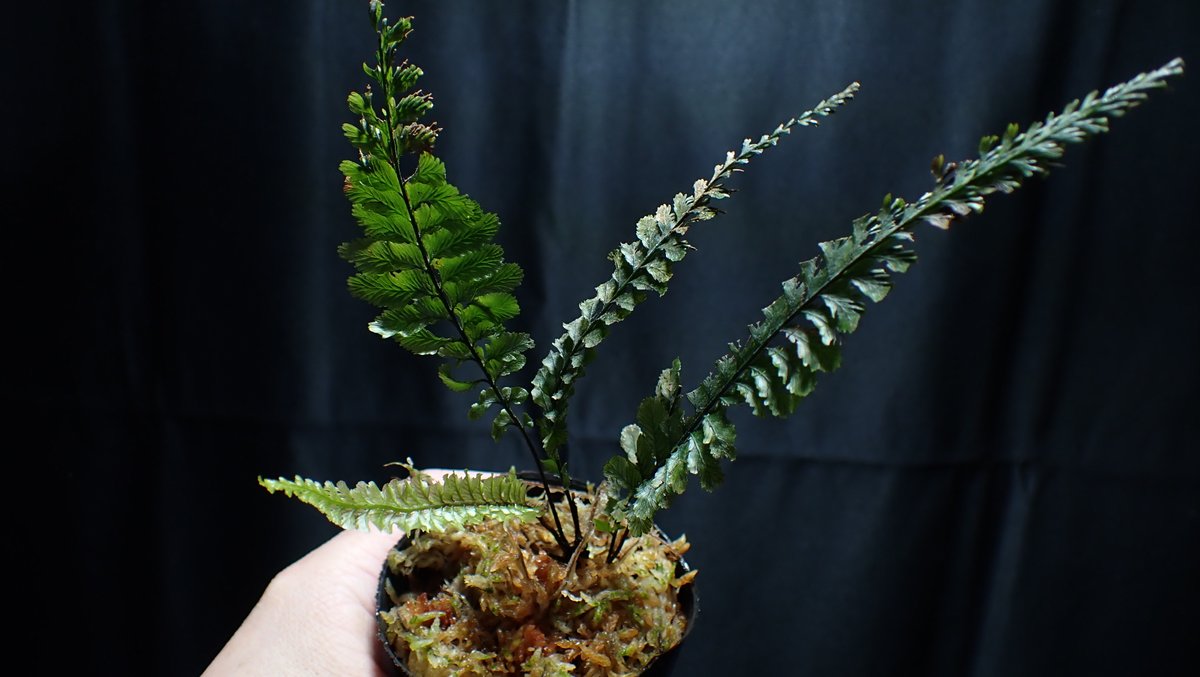 KOKESHINOBULOG's tweet image. サバ州産の植物の中で、行けそうなものを持って行きます。
折角の今年最後のお祭りですからね。全力で楽しみましょう！
#borderbreak10th