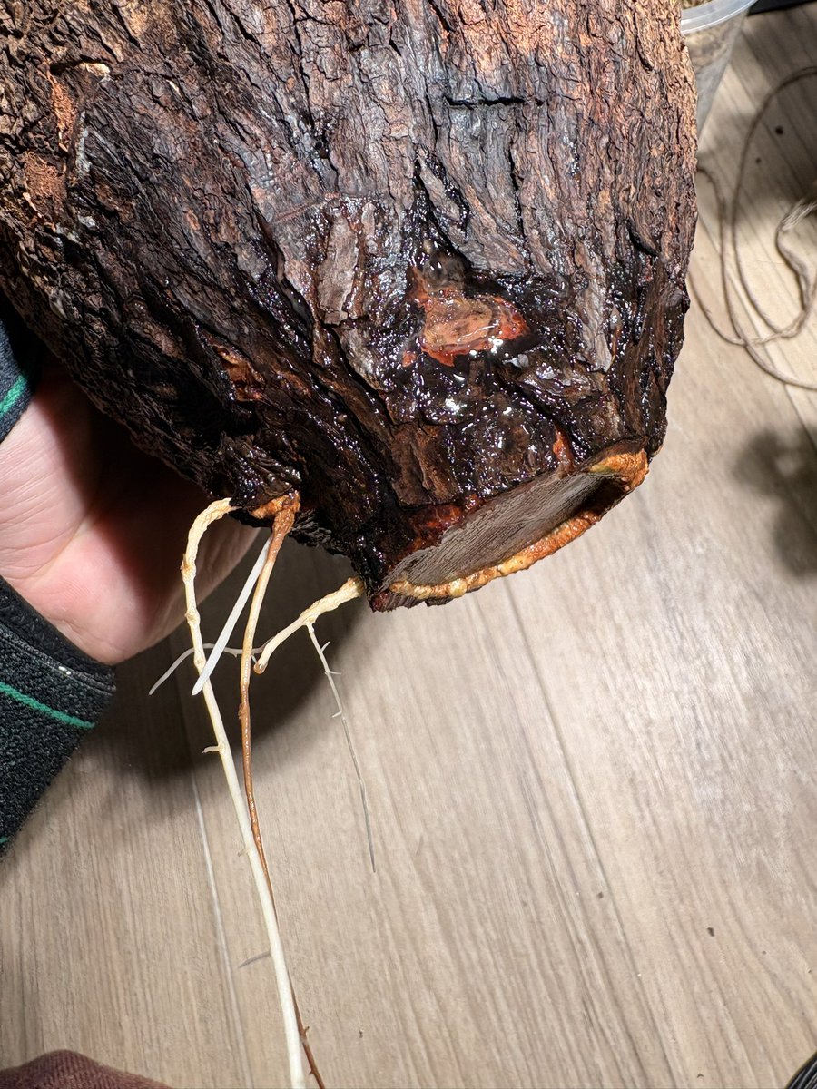 EXSENCE23kota's tweet photo. 初パキプス
現地発根も初回で発根
その後の山採株も発根

運よりも絶対に管理する側に技量があるかないかな気がする。

素人でもkomoさんにや村瀬さんにアドバイスいただいてその通りにしてたら発根確率7割とか
そんなに難しくない気がする、 https://t.co/nYTrkVtyjq