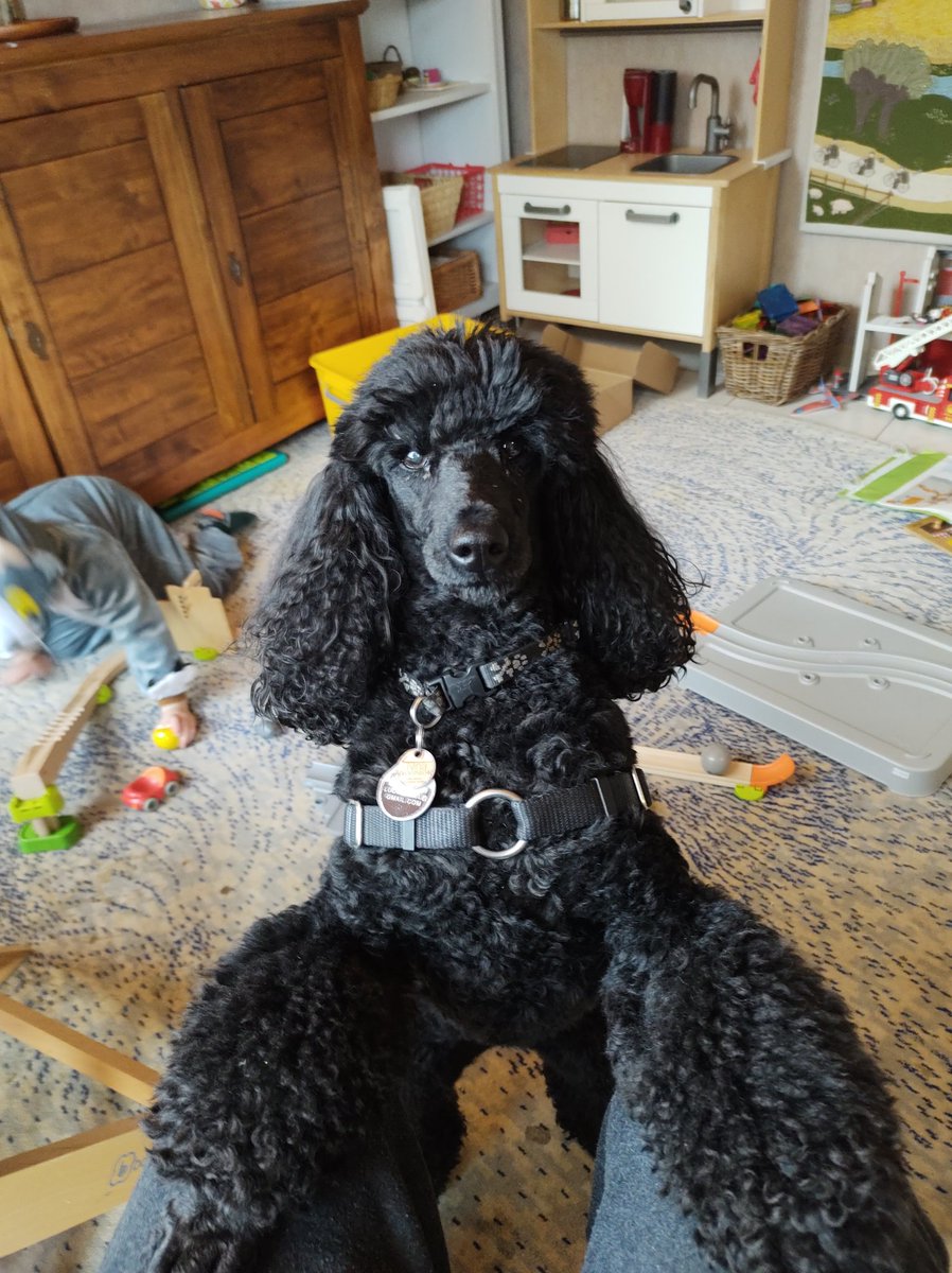 December 2021 -- the look that launched 1000 treats 

#ThrowbackThursday #tbt #TBThursday #poodle #dogsofx #dogsoftwitter