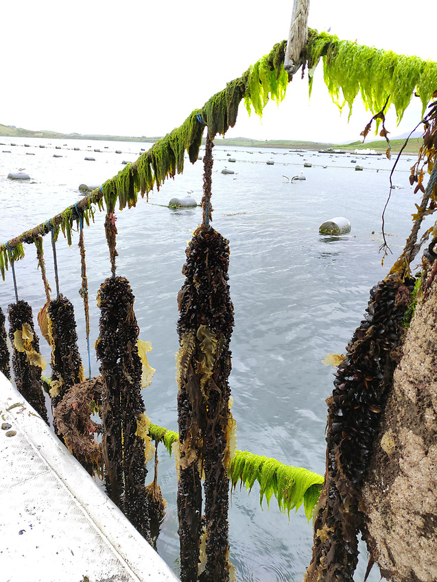 AfloatMagazine's tweet image. Online Briefing For Shellfish Industry On Revised Code Of Practice afloat.ie/port-news/fish… #ShellfishIndustry #CodeOfPractice #Aquaculture #SeaFisheries #FishingNews