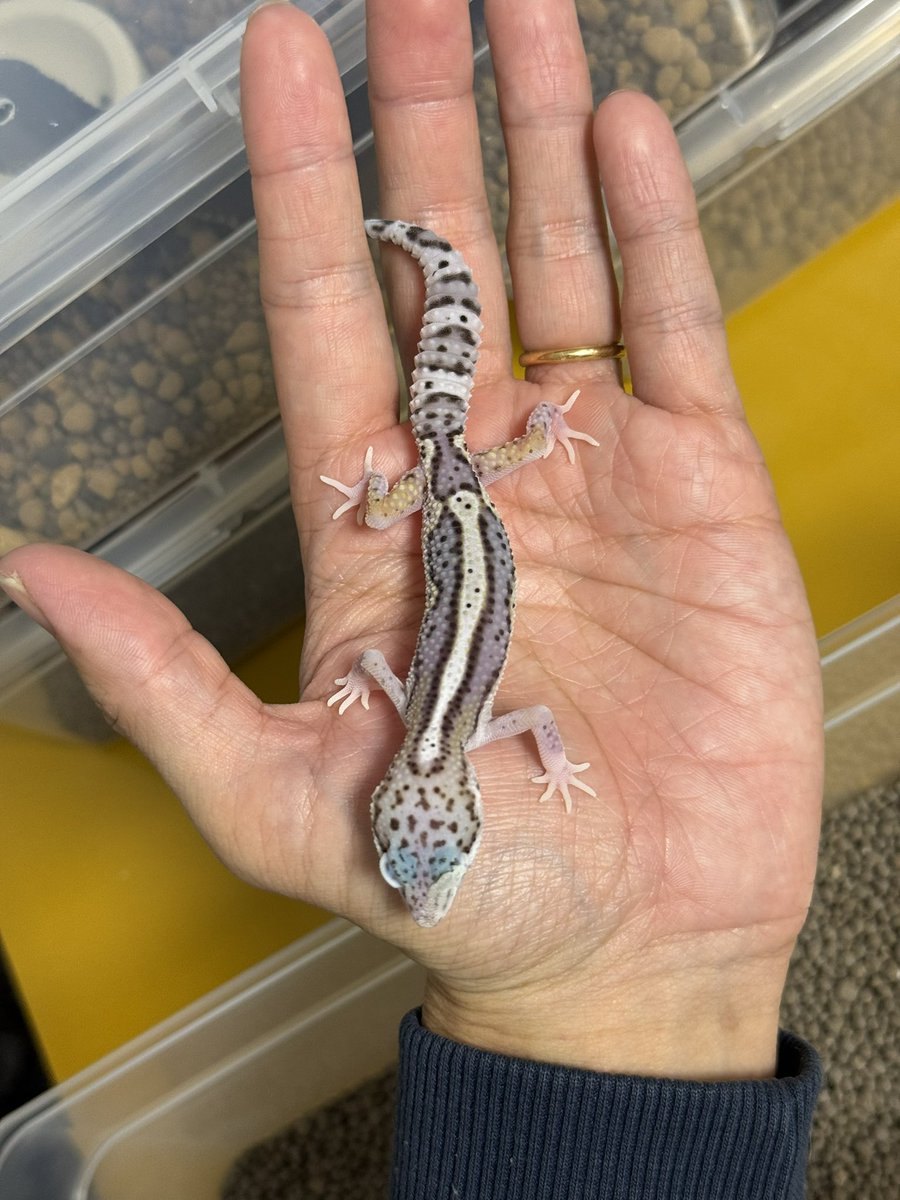 ke_ab24's tweet photo. フクロモモンガ
脱嚢2ヶ月
•リューシ　♂多分
•プラチナ　♀多分
脱嚢8ヶ月
•プラチナ　♀
ヒョウモントカゲモドキ
•ブラックナイトクロス×1（ブラックナイト×マーフィーパターンレス）
•スノーブラックナイトhetエクリプス×2 ローグレード
ニシアフリカントカゲモドキ
•WOオレオ66%ズールー×2 https://t.co/2hSJ0JB1Uv