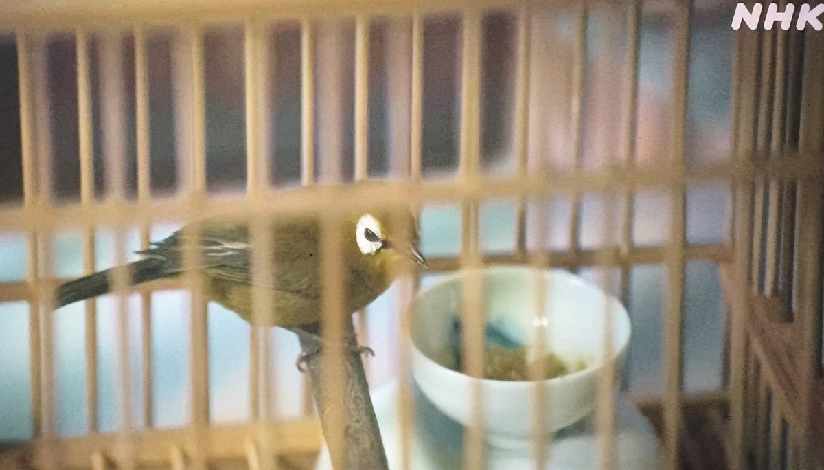 ウグイスは「日本の面影」にも出てくるけど、鳥籠の小鳥はメタファーだ