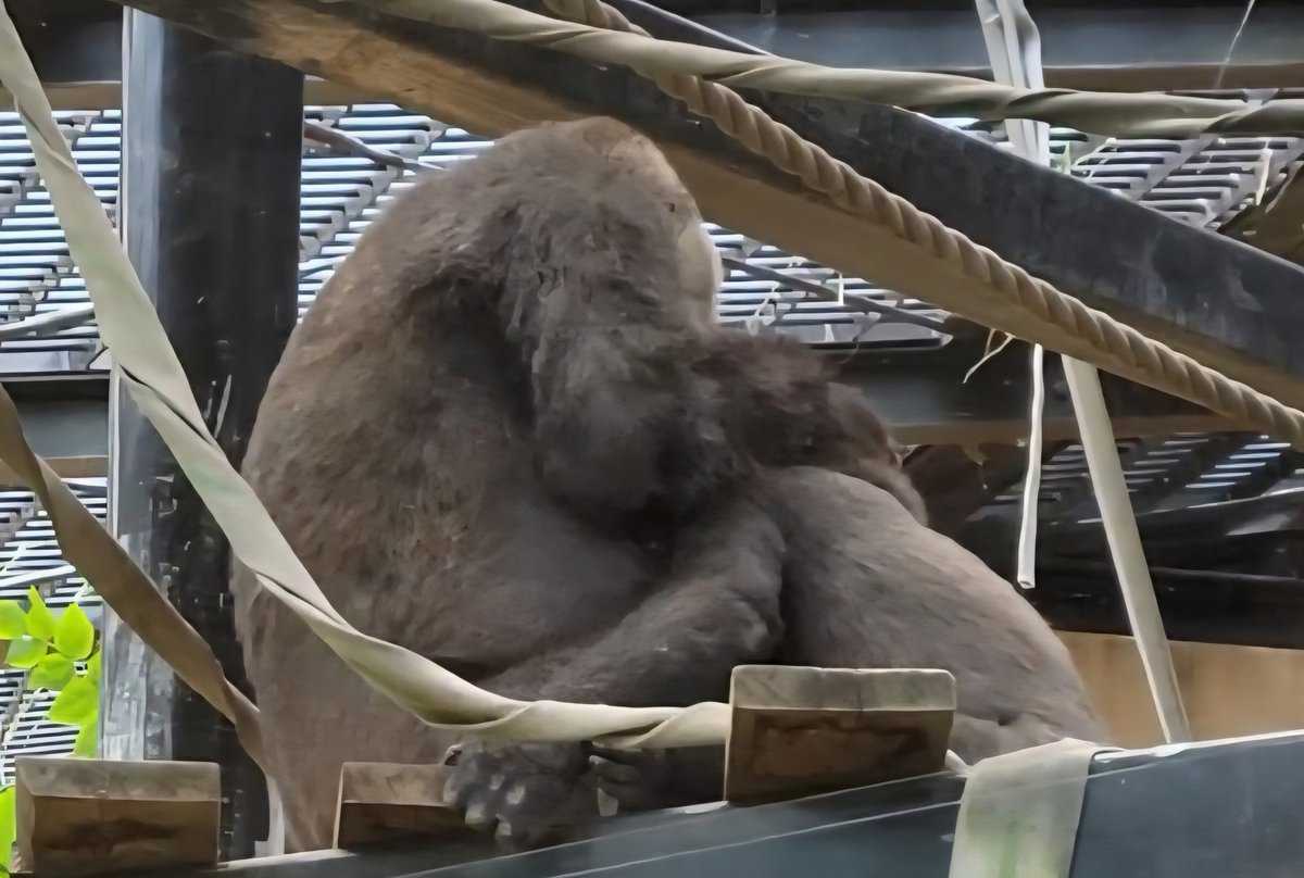 gonchan55555 2年前のキンタロウくんも ママにベッタリだったもんね😆