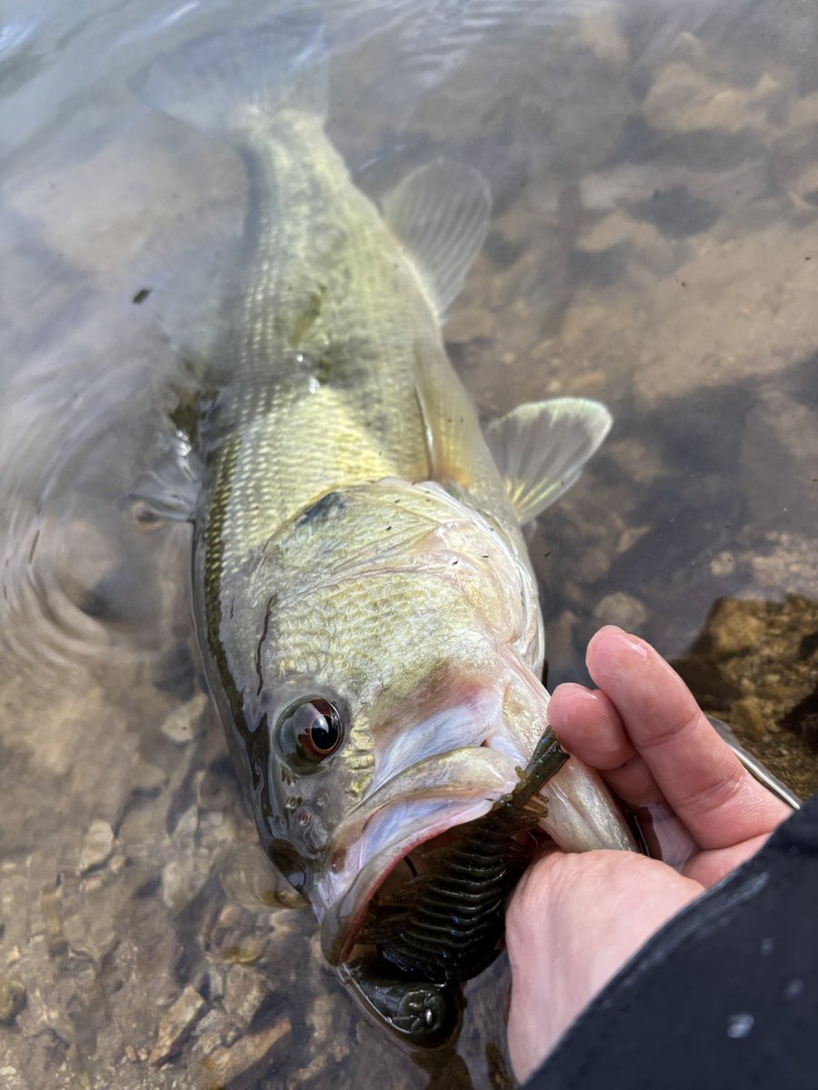 ギーラカンス！！🫵