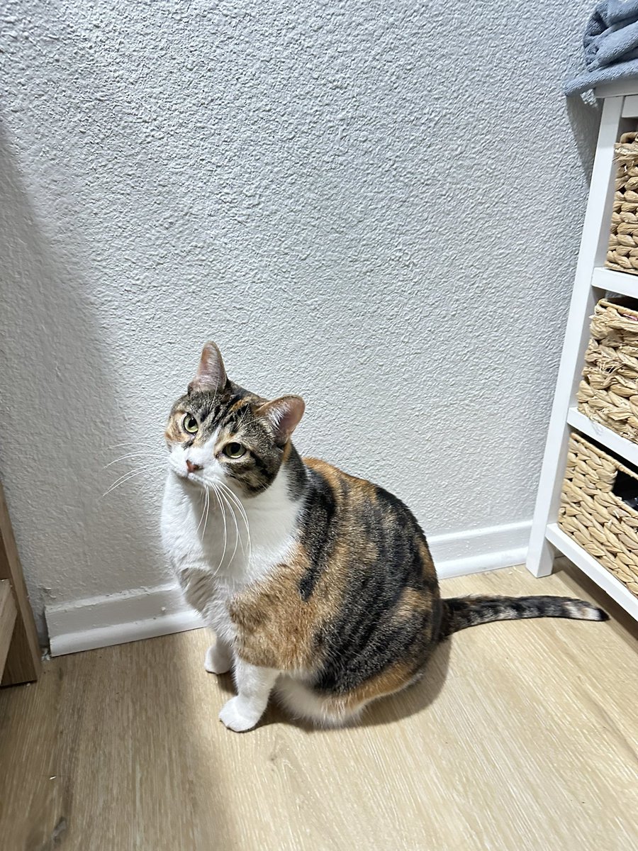 yeah I have the cutest cat in the world, what about it