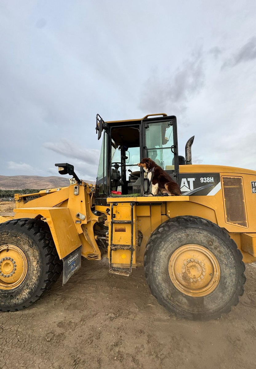 אמרתי לגבע שאסור לו לחפור בחצר אז הוא החליט שהוא אחושרמוטה חופר