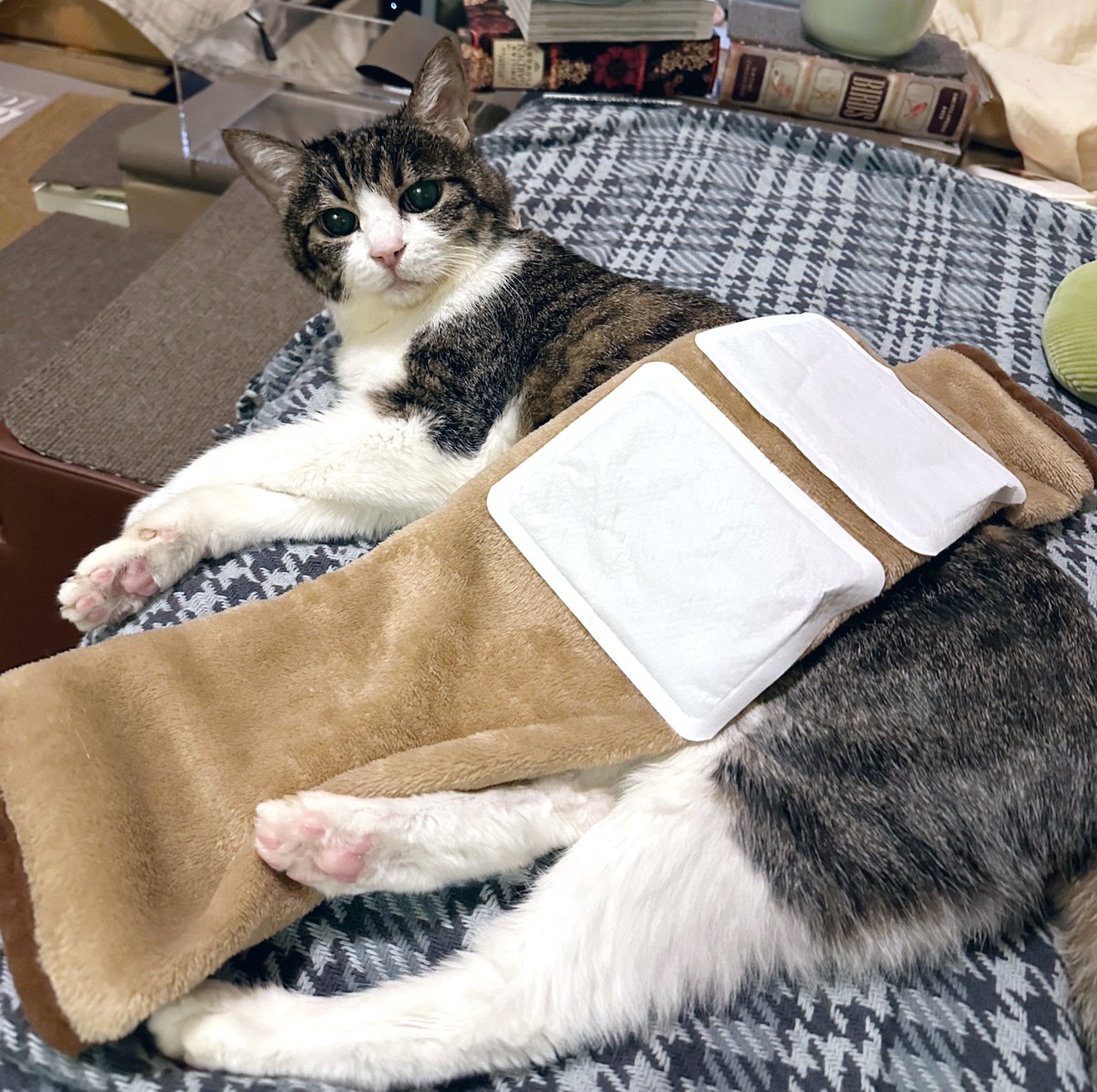 猫千代　0127 猫千代 0127 カード検索 ｜ Z/X - Zillions of enemy X - ゼクス公式サイト