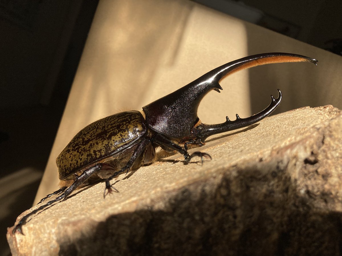 ヘラクレス　トリニダーデンシス♂野外標本 ヘラクレス・トリニダーデンシス♂野外標本 ヘラクレストリニダデン