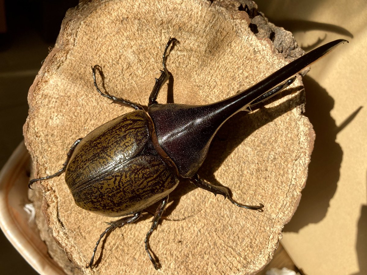 ヘラクレス トリニダーデンシスを新しくお迎え！全体的に艶消しな感じ