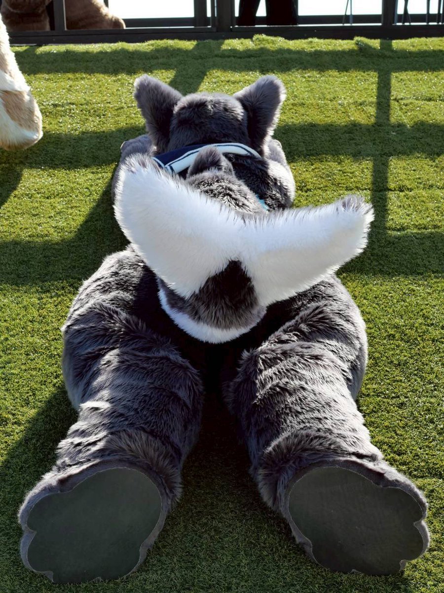 座礁しゃちしっぽ