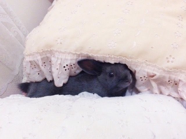 Bunnies (@bunnies) on Twitter photo 