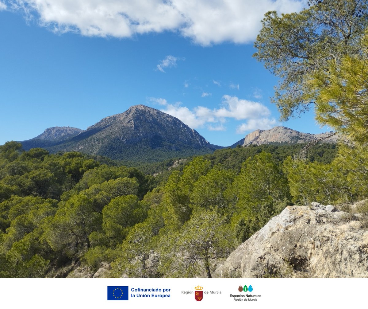 Hoy celebramos que las #Montañas de la #RegiónDeMurcia son pilares del #EquilibrioNatural, albergan #Hábitats únicos, regulan el agua y protegen el suelo, sosteniendo la #Biodiversidad 🌿

Cuidarlas es cuidar nuestro futuro 🗻 ✨

#DíaInternacionalDeLasMontañas #MountainsMatter