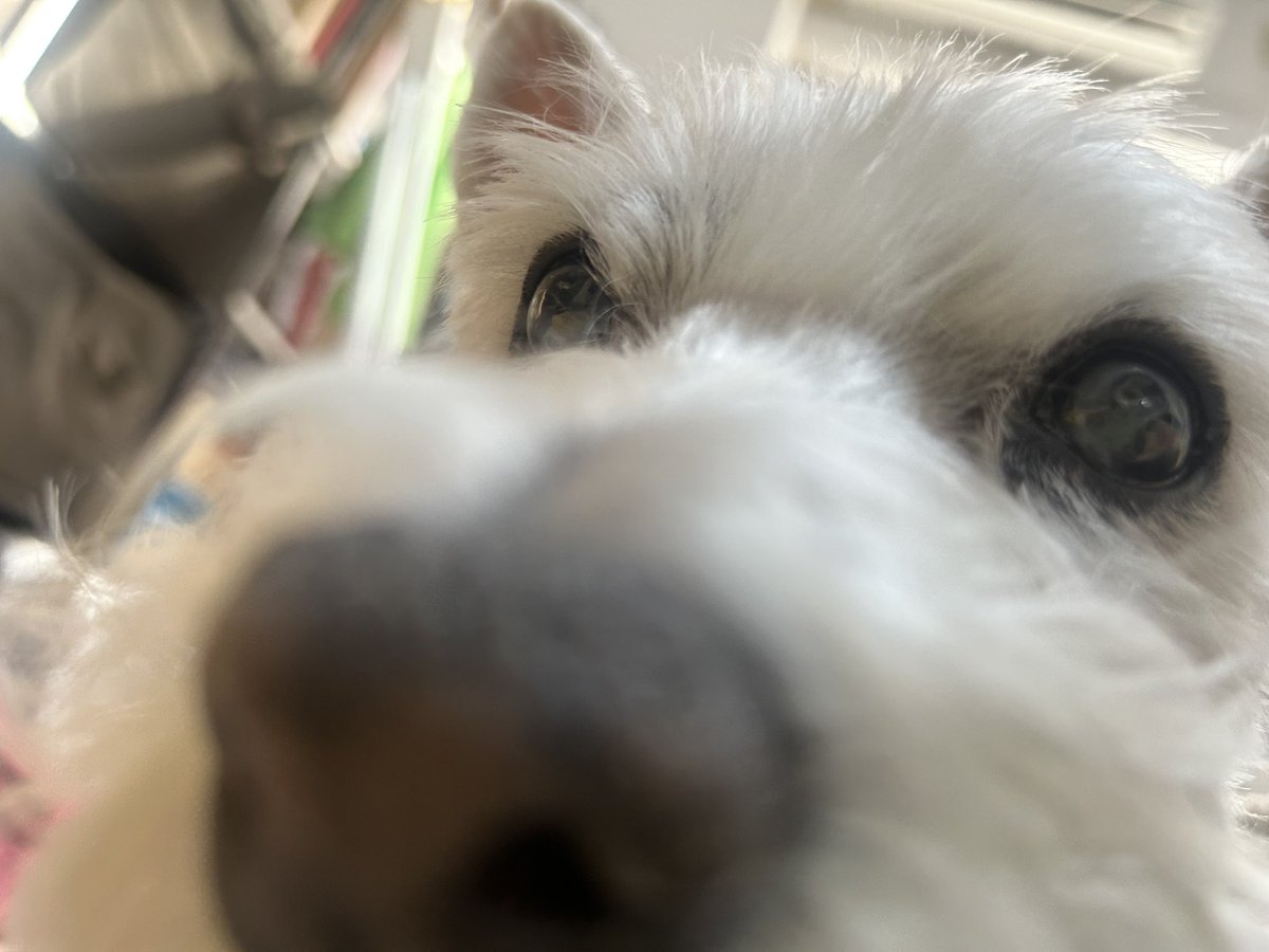 ちーちゃんですけどもっ第3巻予約発売中です❗️ (@ymc_cheezu