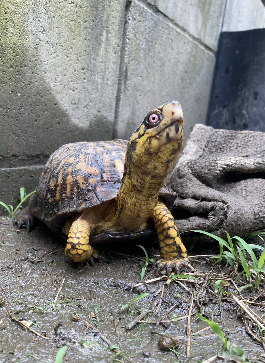 最近はトウブハコガメも甲高が好まれている？ 当然個体差ありますがWC