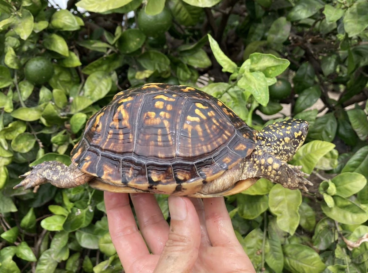 最近はトウブハコガメも甲高が好まれている？ 当然個体差ありますがWC