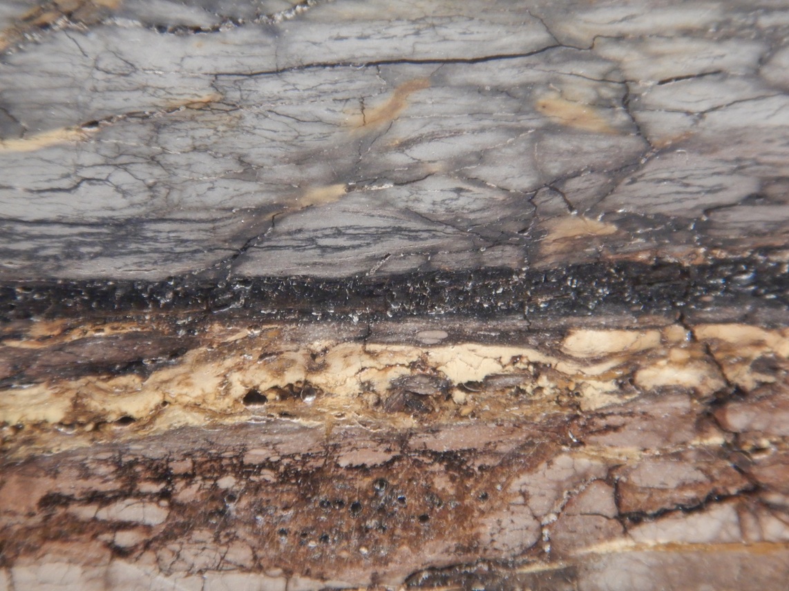 入手不可！小惑星のかけら Ｋ-Ｔ境界層（K/Pg境界頁岩）　標本