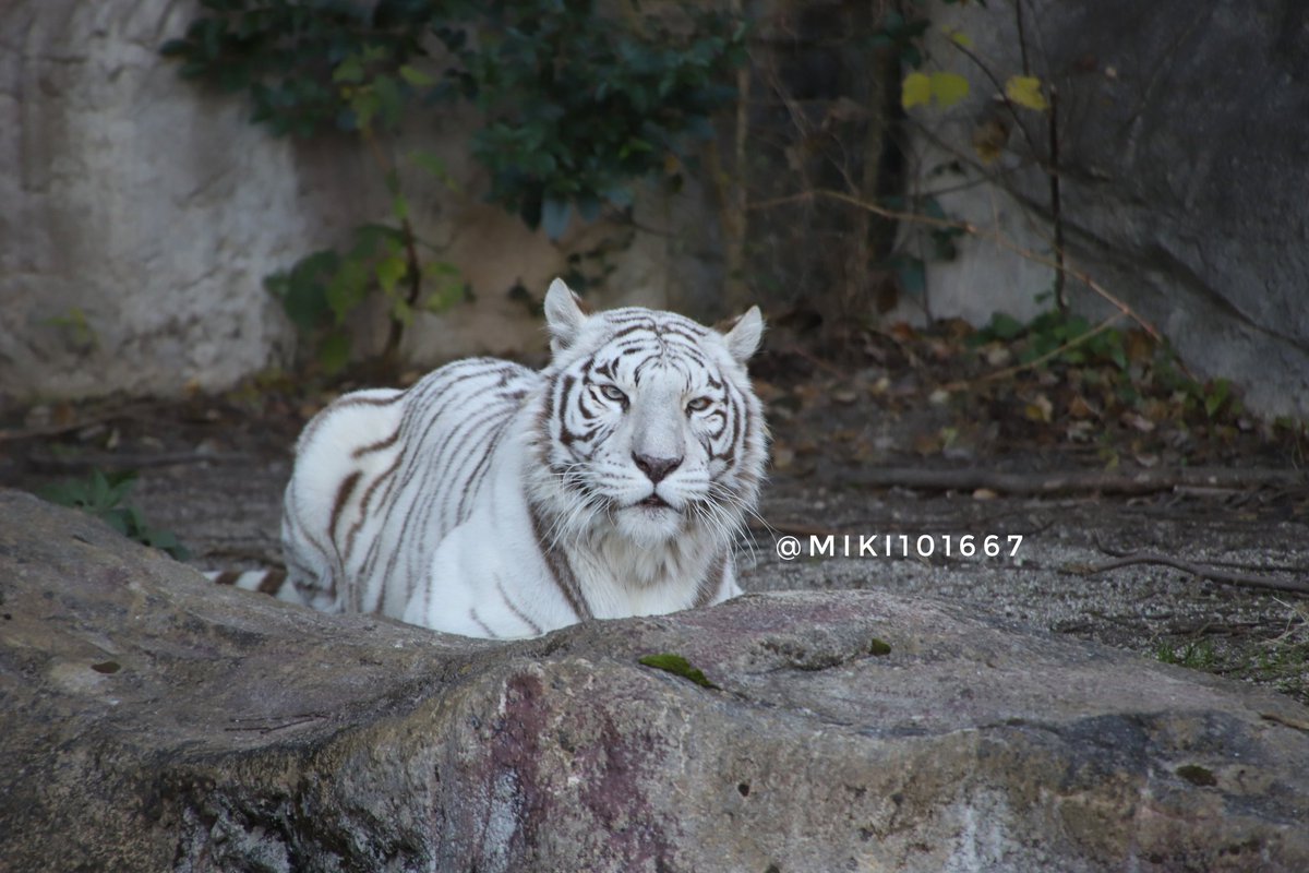 初のホワイトタイガーはソソノちゃんということになりました✨ 綺麗で