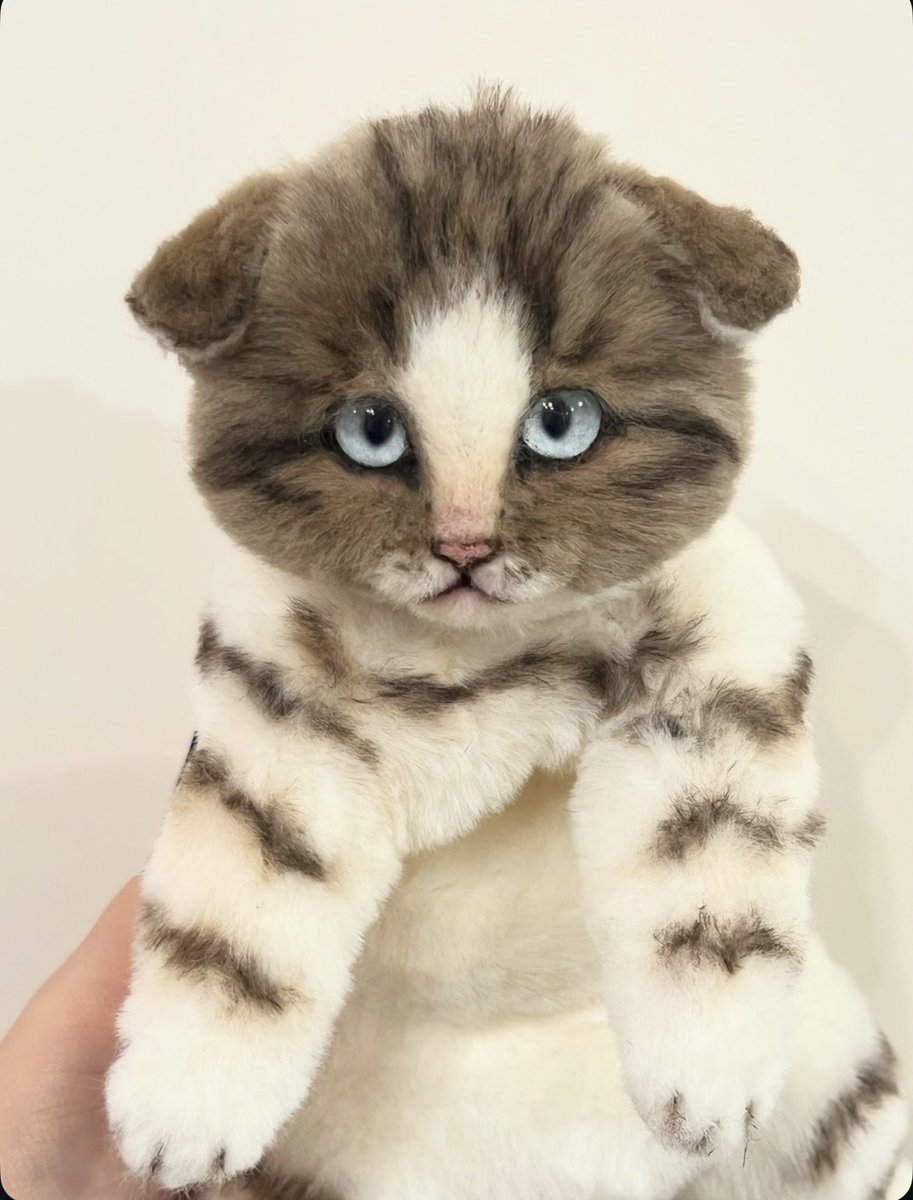 ちょっとぽっちゃりなスコさん🐈
 #スコティッシュフォールド