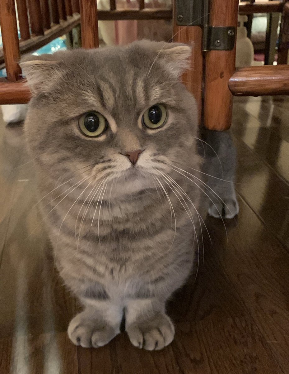 たこやき (@takopi_cat) / Posts / X