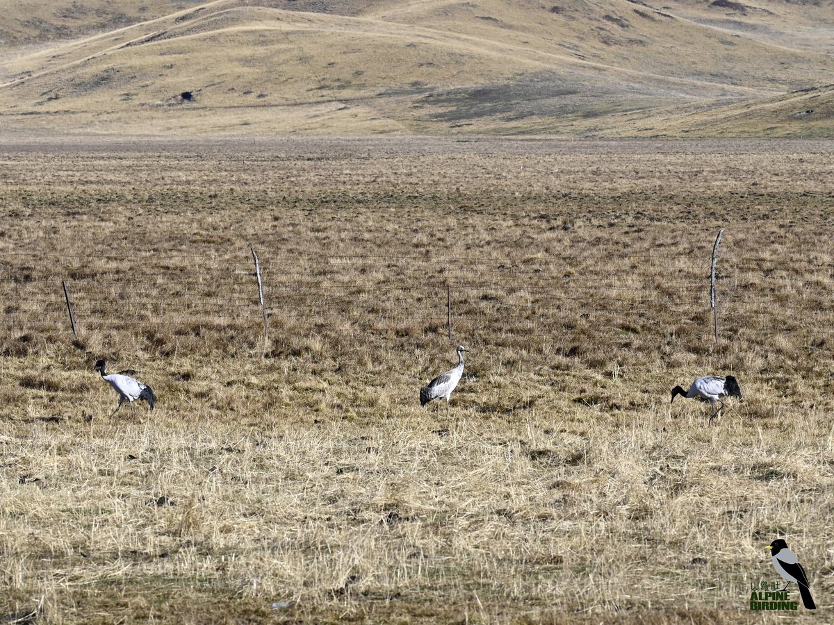 Black-necked Crane（Grus nigricollis）
黑颈鹤
A crane of highland lakes and wet pastures with a black neck and a patch of bare red skin on the crown. We got those photos during our october wildlife tour in Sichuan, China.

#BirdTwitter #BirdLovers #birder  #birding #birdwatching